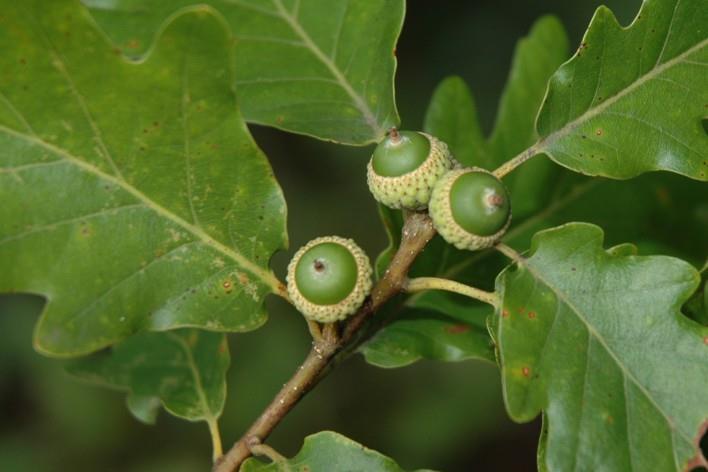 Het blad van de wintereik (Quercus petraea) is regelmatig gelobd en de bladsteel is langer. De steel van de eikel is juist weer korter.