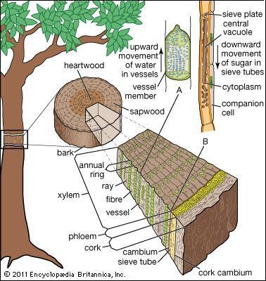 De belangrijkste factor is de diameter van de houtvaten. Hoe kleiner de houtvaten zijn, des te 'fijner is de nerf'.