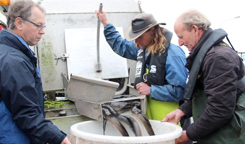 Nederland loopt voorop met Paling Over De Dijk In de herfst willen geslachtsrijpe palingen (schieralen) vanuit het zoete water naar zee om te gaan paaien in de zo n 6000 kilometer verderop gelegen