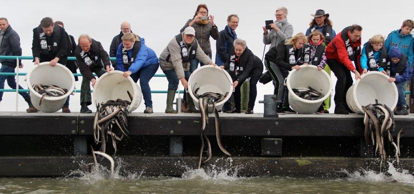 1.017 kilo schieraal over de dijk in Harlingen hier vorig jaar nieuwe, visvriendelijke pompen geplaatst, waardoor de paling ongeschonden naar buiten kan.