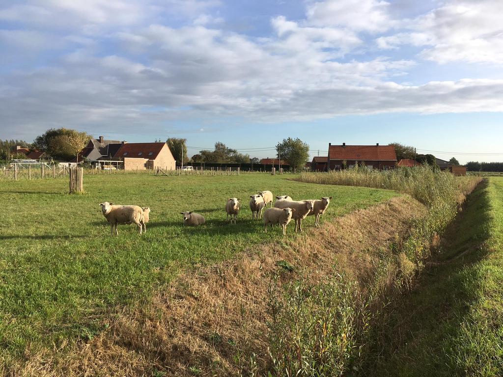 GROEN-BLAUWE DOORADERING