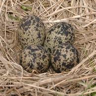 : Naam vogel: Kleur: Hoeveel: stro erin: Verscholen: 1 ja / nee ja / nee 2 ja / nee ja /