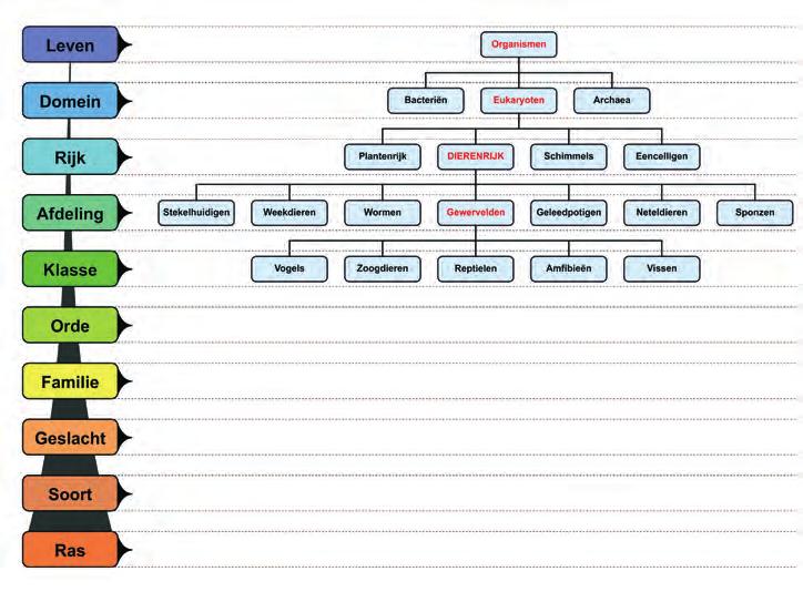 8 Indeling van het dierenrijk 1.2 HET DIERENRIJK Organismen Classificatie Eukaryoot INDELING Als je dieren gaat verzorgen, is kennis van het dierenrijk noodzakelijk.