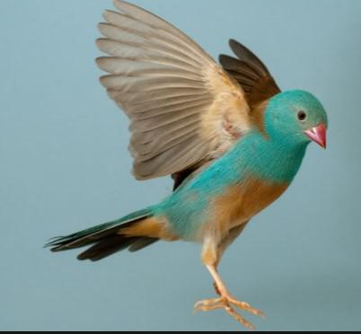 BLAUWKOP-BLAUWFAZANTJE Het land van herkomst: Tanganjika, Kenia en Oost-Afrika. Deze vogels hebben hun naam te danken aan hun fellere kleur.