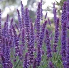 Rush Salvia nemorosa Caradonna Persicaria