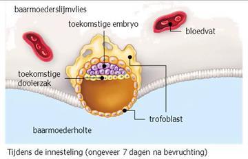 Foetale genotypering Sanquin: foetale Rhesus D, C, c, E of K genotypering in maternaal plasma DNA van foetus in