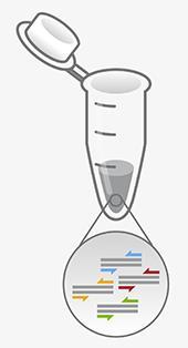 Foetale genotypering: de analyse Sequenties afwezig van maternaal genoom RhD: primers exon 5 en 7 (duplex PCR) Controle