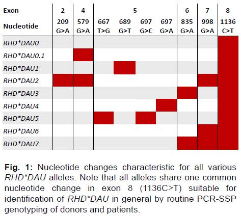 DAU-3 Partiele D fenotype Geassocieerd haplotype: ce Aantal D