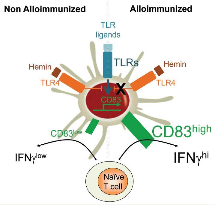 chronische inflammatie chronische hemolyse ~ vrij