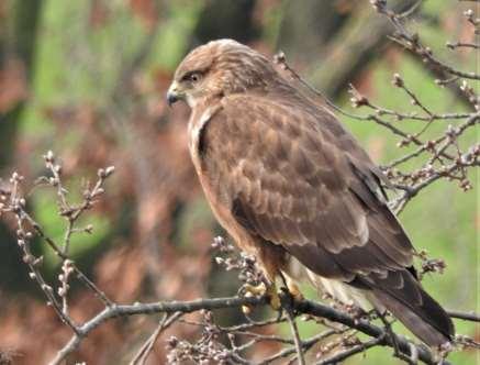 Roofvogels in het