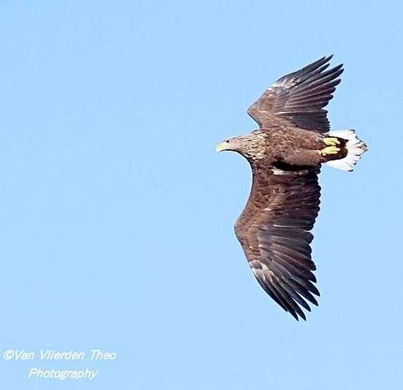 Zeearend. Niet broedvogel. Een voor de Kempen bijzonder zeldzame verschijning, in 2017 slechts drie waarnemingen en in 2018 twee waarnemingen (Vogeltelpost Patersgronden Groote Heide, W. Deeben, T.