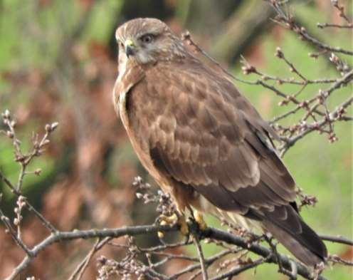 Buizerd.