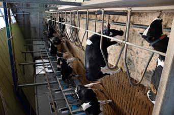 6 7 Hoeveel plaatsen heb je nodig voor droogstand? Bewegen je droogstaande koeien voldoende? HUISVESTING Soms is er een piek in de kalvingen.