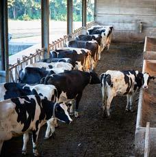 10 11 Wijzig je de rantsoenhoeveelheid als het aantal droogstaande koeien verandert? Kunnen alle droogstaande koeien tegelijk eten?