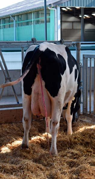 KALVING Staat de koe na de kalving recht?