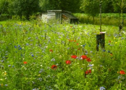 STANDAARD BLOEMENMENGSELS WILDBLOEMEN HOOG Mengsel met eerder