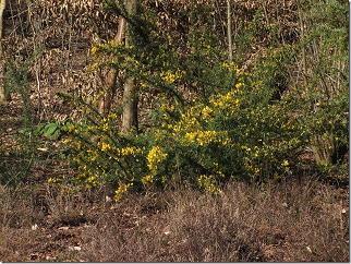 Al van verre roken we de heerlijke geur van Sarcococca, een bodembedekker.