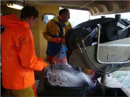 3 Lengte-frequentieverdeling De staand want monitoring geeft per maaswijdte de aantallen vissen per soort en lengteklasse.
