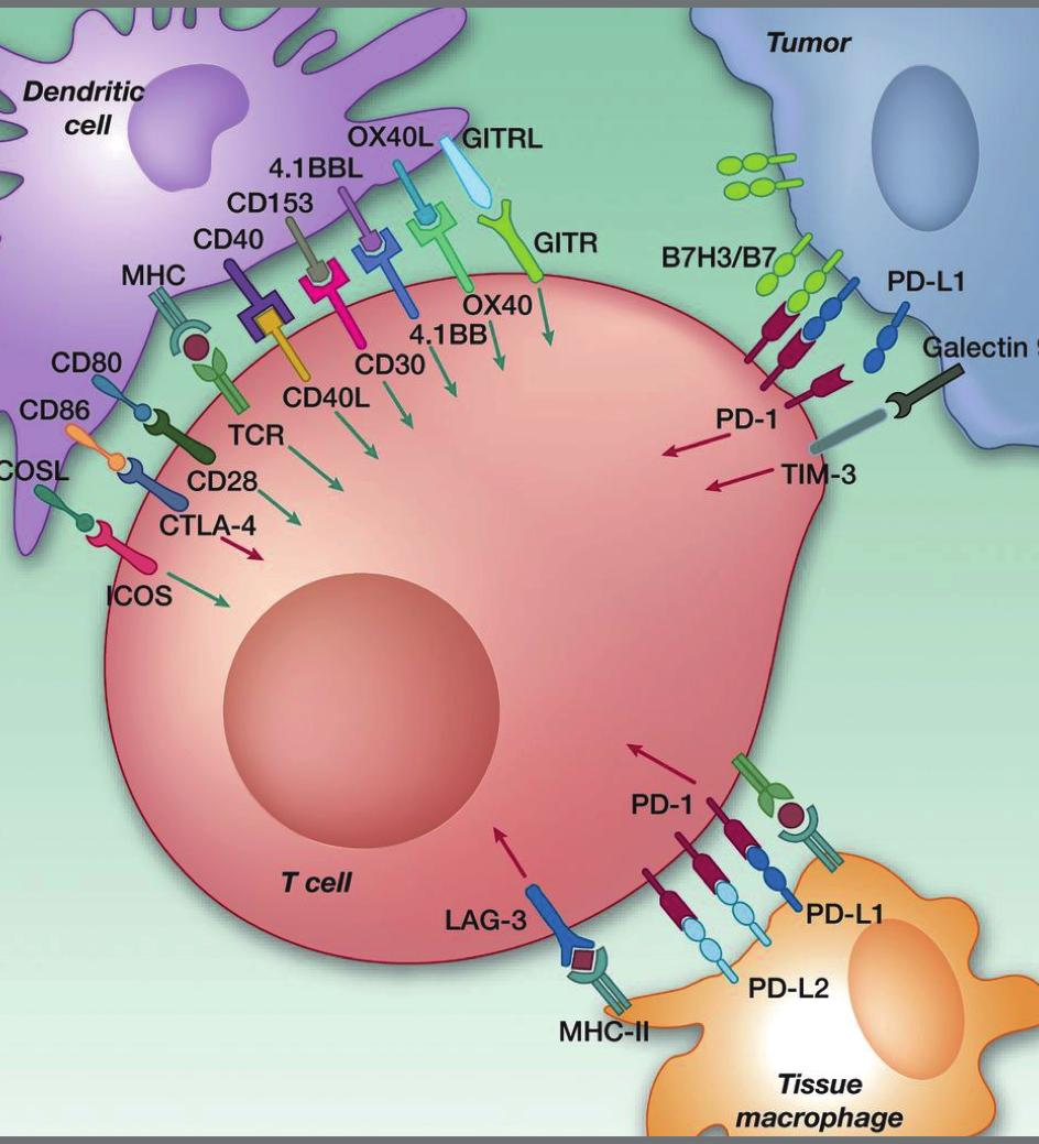 CME Academy Immunotherapie en PD-L1-expressie bij niet-kleincellig longcarcinoom Figuur 2 Werkingsmechanisme immunotherapie. PD-1 = programmed cell death protein 1; PD-L1 = programmed death-ligand 1.