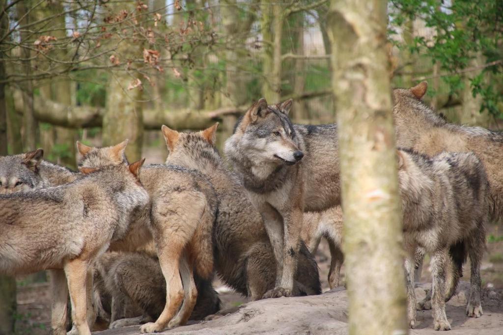 Daarna wat geslenterd door het park bij de wolven langs, laatste keer kon je ze bijna niet zien maar nou kwamen ze in roedel voorbij, speciaal