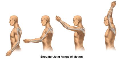 deze bewegingen kunt maken: De gewrichtsvlakken hebben kraakbeen, zodat deze soepel over elkaar heen glijden.