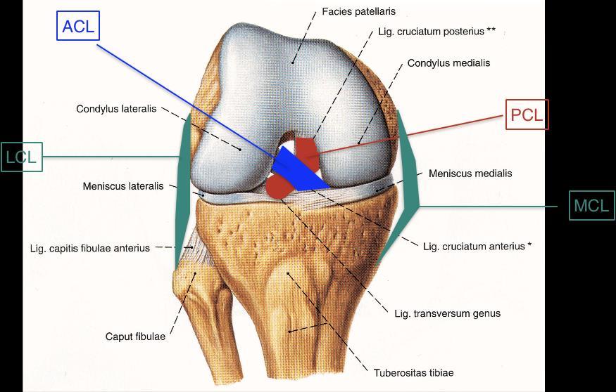 Anatomie