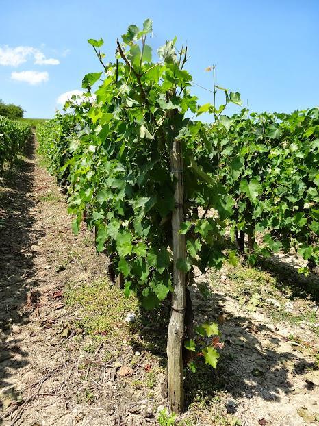 De wijnbouwers uit Seyssel hebben de aanplant van hun twee belangrijkste druiverassen aangepast aan de samenstelling van de bodem.