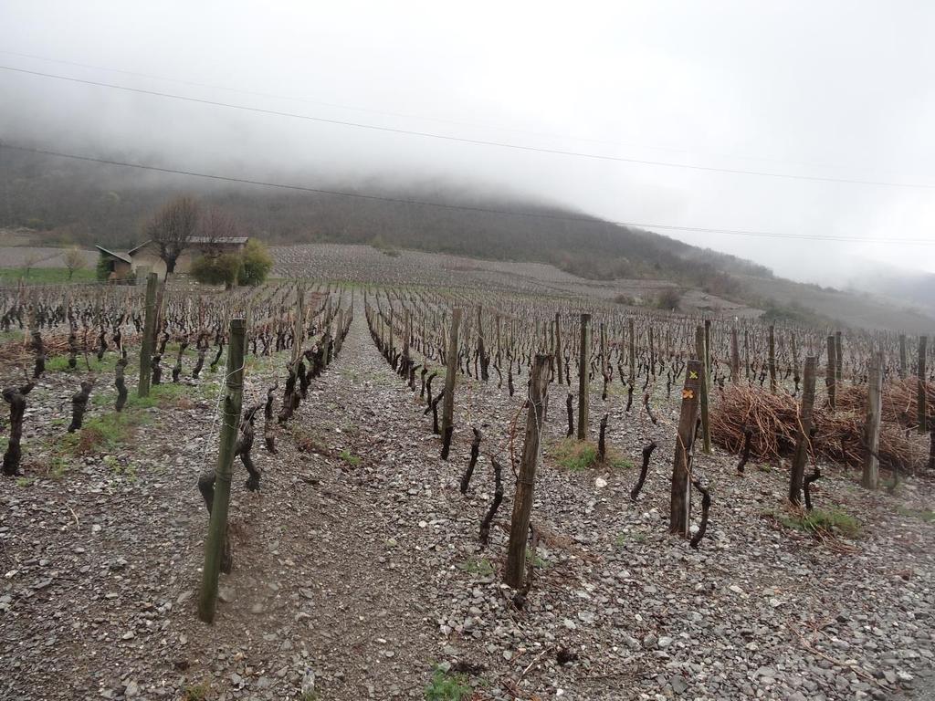 Wat onmiddellijk opvalt is de goede prijs-kwaliteitverhouding van le vin de Savoie.