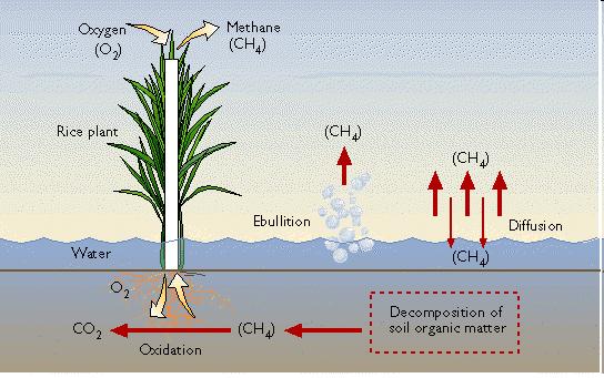 Mitigatie: reductie methaan emissie in rijstvelden Mitigatie: Rijst en methaan Hogere