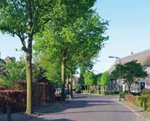 Verhaal van het centrum en de historische bomen In de Kloosterstraat overheersen de bekende inlandse eiken, maar zien we ook overblijfselen van de oude leibomencultuur.