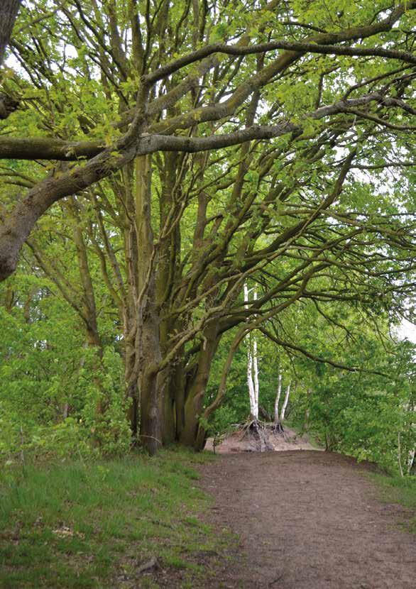 Gerealiseerd door: Stichting Arboretum & Natuurbeleving Geffen en vrijwilligers In samenwerking met: