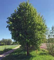 Verhaal van de hei We komen in het gebied wat ze vroeger de Geffense hei noemden. Vroeger kende Geffen nog vele percelen woeste grond, de heide.