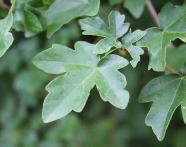 Planten en hun uiterlijke kenmerken Acer