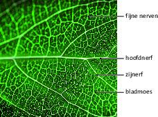 ook houd de stengel de bloem rechtop. -In de bladeren lopen ook buisjes dit heten nerven.