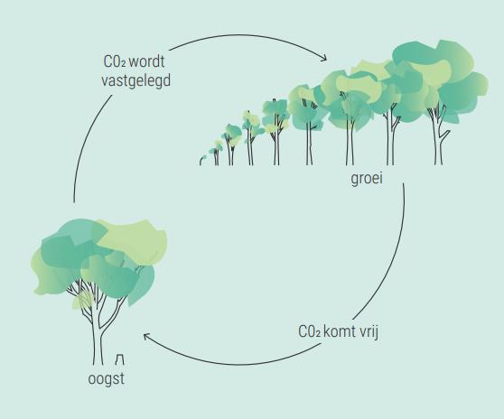 Biomassa in klimaatakkoord Bomen, bossen en natuur leggen al veel koolstof (CO