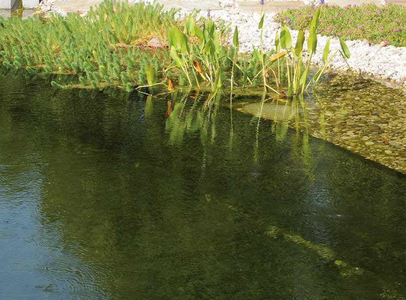 Om water helder en vitaal te houden in