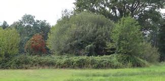 Laat bij snoei- en zaagwerkzaamheden een deel van het hout liggen, zodat de boomkikker hier kan overwinteren. Houd rekening met de aanwezigheid van jonge boomkikkers in juni en juli.