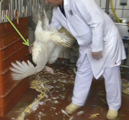 Medewerkers kunnen vogels die direct al heftig fladderen, kalmeren door de hand onder de borst te leggen, de poten of het lichaam rustig vast te pakken, of de vogels iets tegen de borstondersteuner