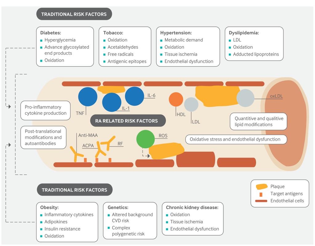 CVD risk factors and inflammatory