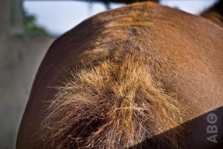 Stappenplan tegen zomereczeem Zomereczeem bij paarden komt vaak voor. Er is helaas geen wondermiddel dat het kan genezen. Maar je kunt wel een aantal dingen doen om het te verminderen.