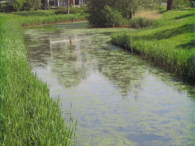 waterplanten. Drijflaag wateroppervlak: algen en kroos verwijderen bij stankoverlast. De wateraanvoer en -afvoer worden niet belemmerd.