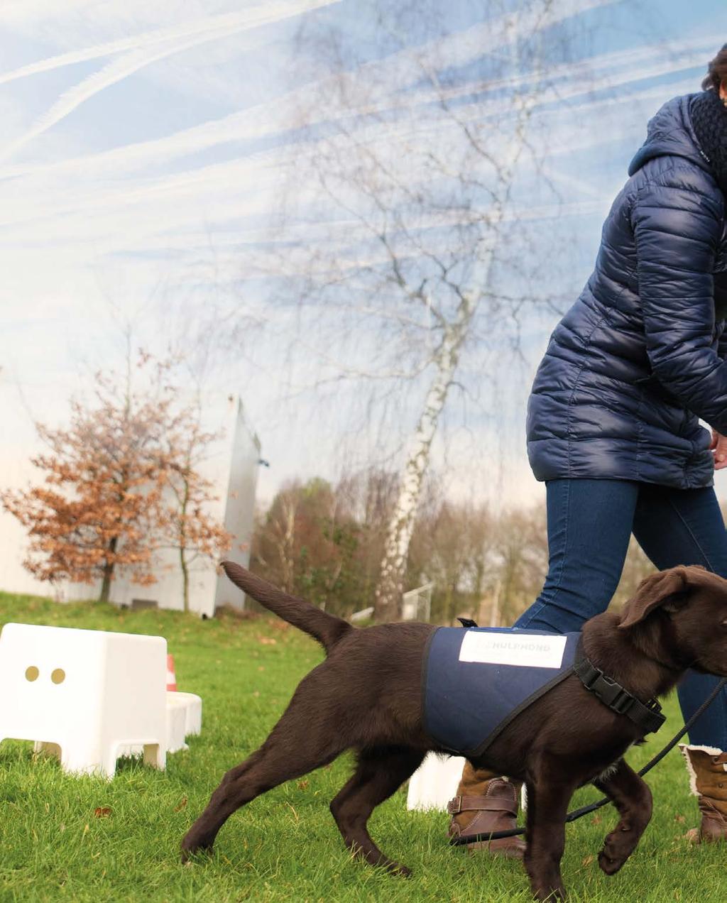 Thuisbasis voor een hond met een missie Hulphond Nederland zoekt