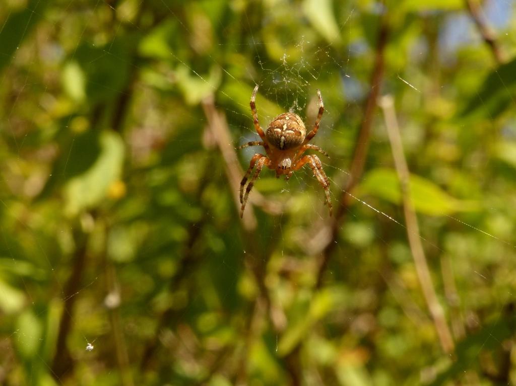 Het was ook dit keer weer hard werken om een redelijk aantal interessante onderwerpen voor dit verslag te verzamelen. Bij mijn zoektocht dook ik (figuurlijk) ook in de waterbak op de Kinderwerktuin.