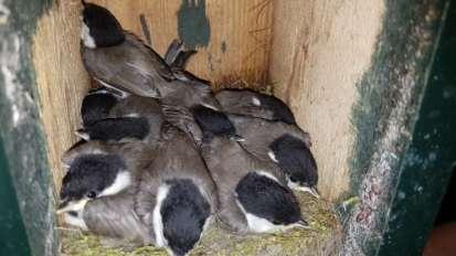 Glanskop: Ook dit jaar weer aanwezig met één nest evenals vorig jaar, nu met 9 eieren en 9 jongen uitgevlogen. 1 meer dan vorig jaar.