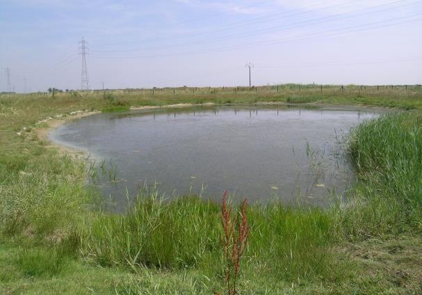 Het doel was hier een geschikte biotoop te creëren voor steltlopers en waadvogels (e-mail Lutgart Demarest, ANB, 10/12/2015).