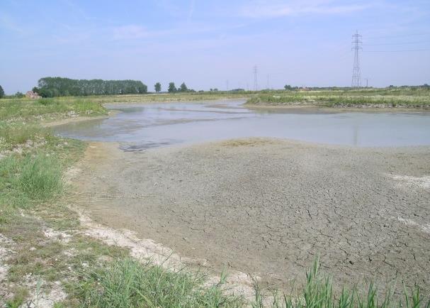 Gebogen kransblad opgeharkt uit plas G (linksboven); bemerk het door klei grijs gekleurde water.