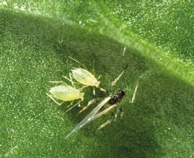 GELINGSZIEKTE TE BEHEERSEN Titel Nieuwe waarschuwingsdienst voor de beheersing Tekst van volgt vergelingsziekte Bij de vernieuwde aanpak om insectenschade te beheersen, hoort ook een nieuwe