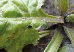 Hieronder kunt u meer lezen over de insecten, de schadedrempels en de manieren om ze te bestrijden. Meer informatie over insecten vindt u ook in het bodemplagenschema (www.irs.nl/bodemplagenschema).