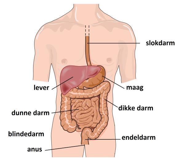 Afbeelding 3: De darmen en andere buikorganen Als de endeldarm (over)vol is, kunnen de dunne en dikke darm minder goed hun werk doen.