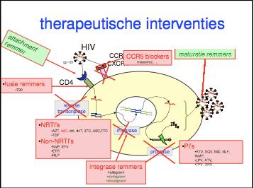 Figuur 1 de replicatiecyclus van hiv Afbeelding ter beschikking gesteld door prof dr. K.
